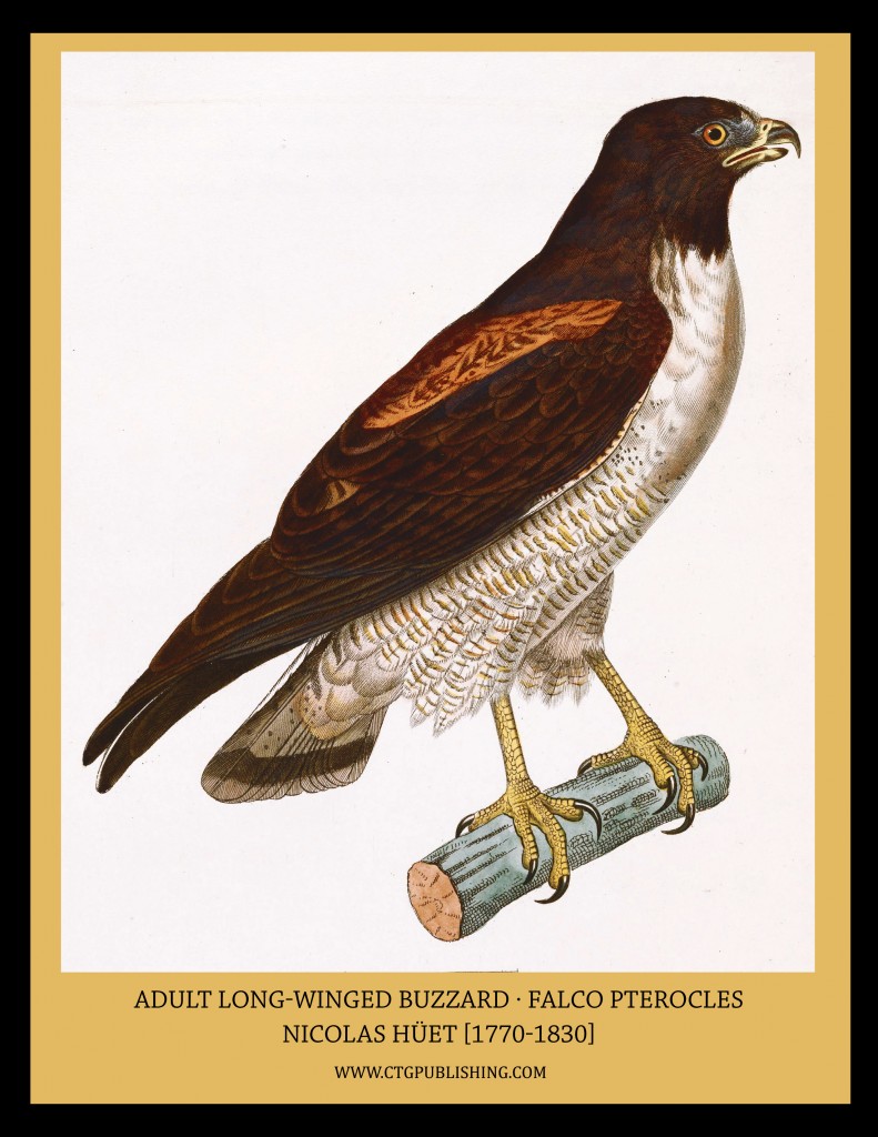 Adult Long-winged Buzzard - Illustration by Nicolas Huet