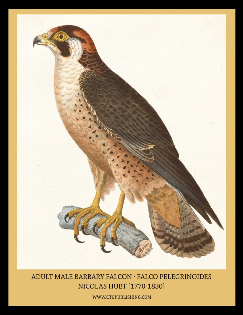 Adult Male Barbary Falcon - Illustration by Nicolas Huet