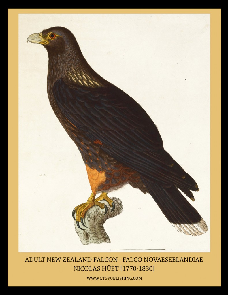 Adult New Zealand Falcon - Illustration by Nicolas Huet