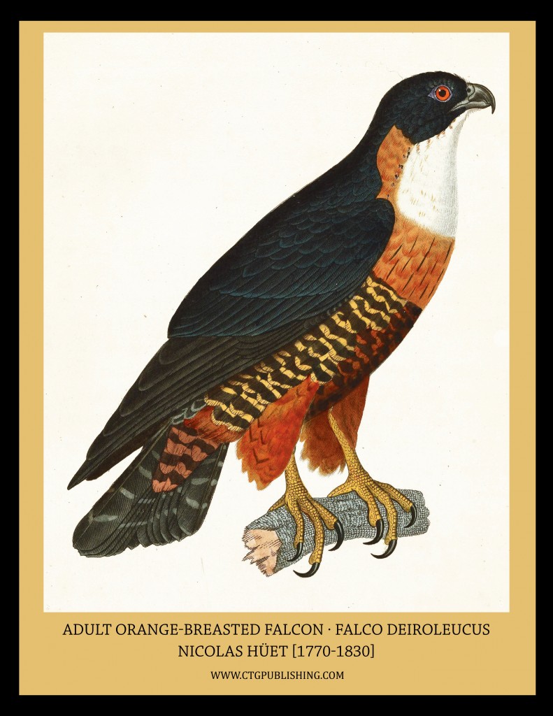 Adult Orange Breasted Falcon - Illustration by Nicolas Huet