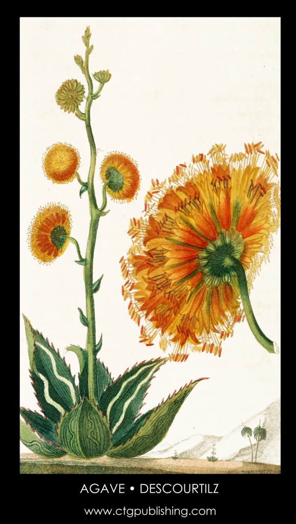 Agave Plant Illustration by Descourtilz