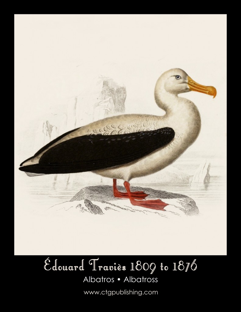 Albatross - Illustration by Edouard Travies
