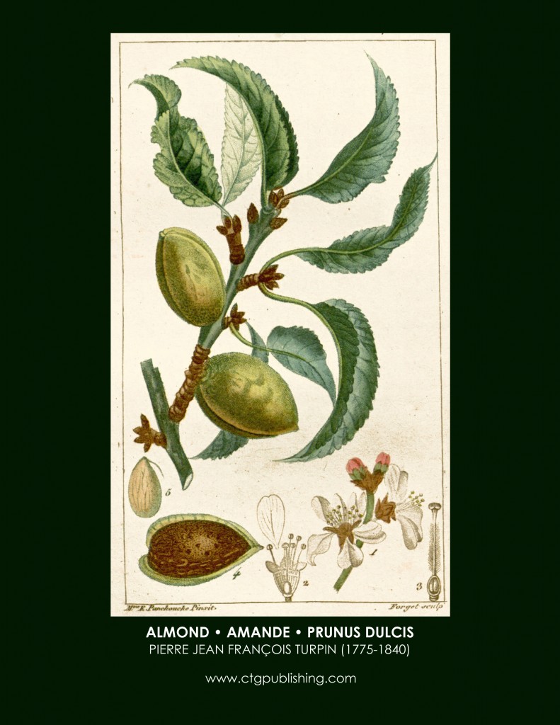 Almond Botanical Print by Pierre Jean François Turpin (1775-1840)