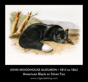 American Black or Silver Fox - Illustration by John Woodhouse Audubon