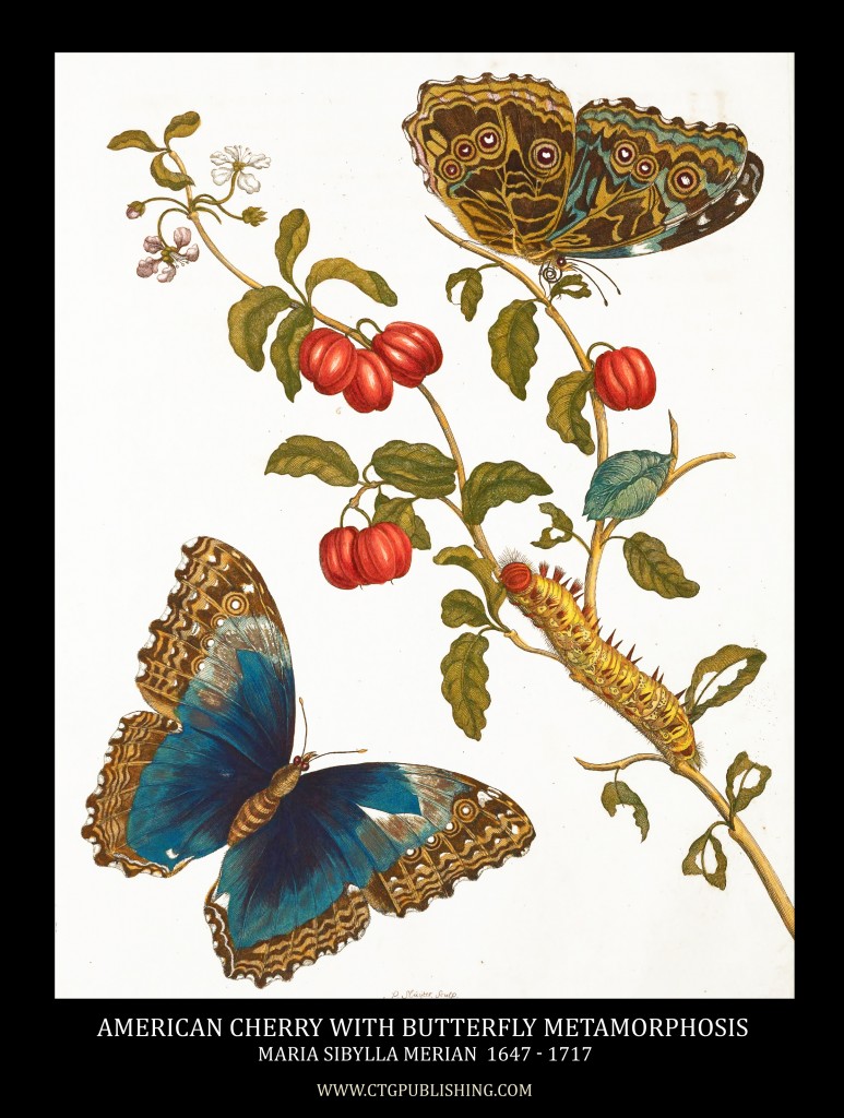 American Cherry and Butterfly Metamorphosis Image by Maria Sibylla Merian circa 1705
