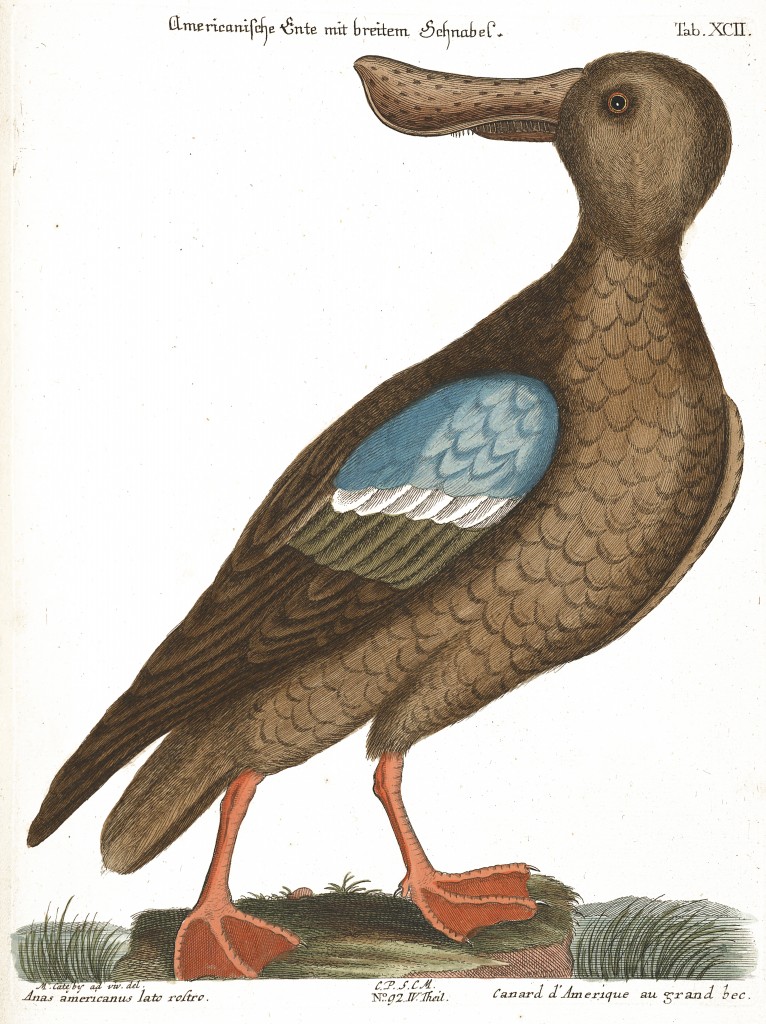 American Duck Illustration by Mark Catesby circa 1722