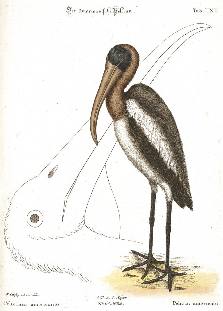 American Pelican Illustration by Mark Catesby circa 1722
