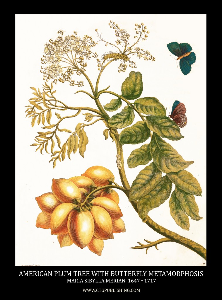 American Plum and Butterfly Metamorphosis Image by Maria Sibylla Merian circa 1705