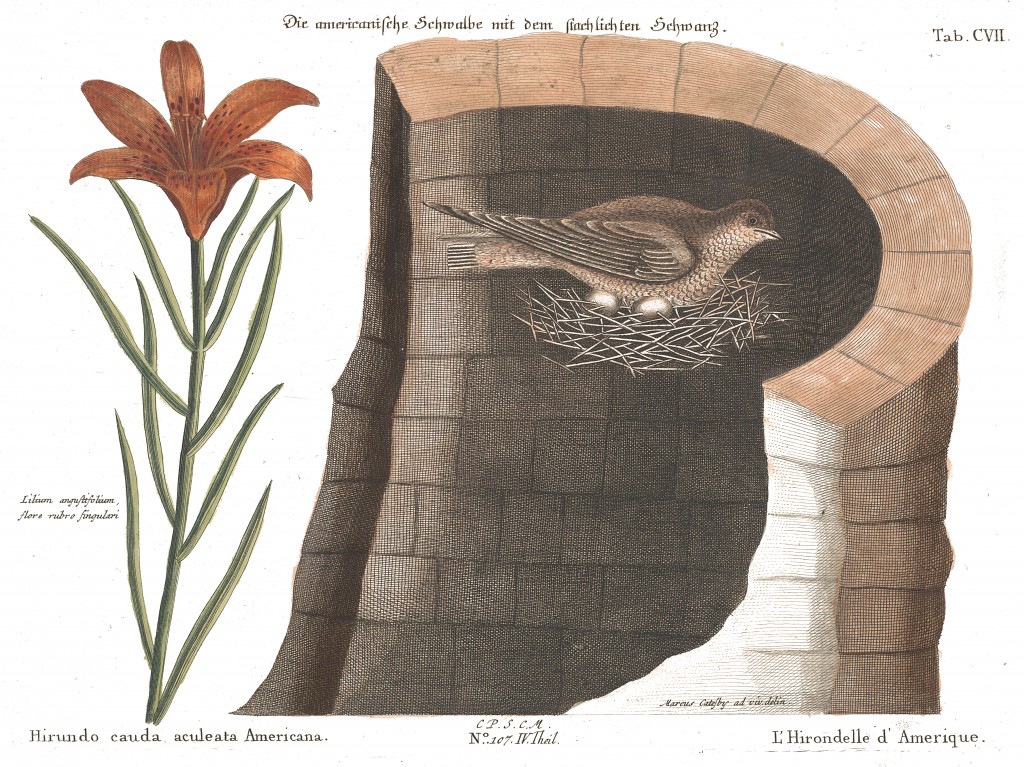 American Swallow Illustration by Mark Catesby circa 1722