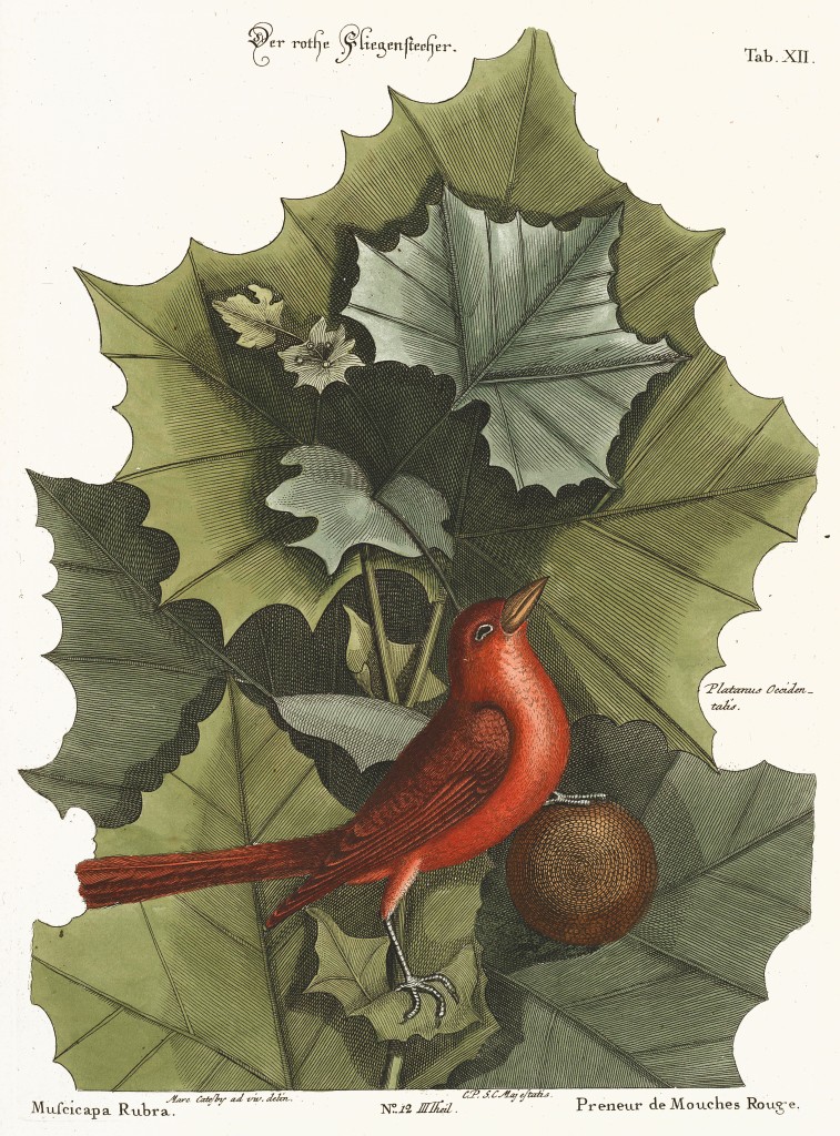 American Sycamore and Summer Red-bird Illustration by Mark Catesby circa 1722