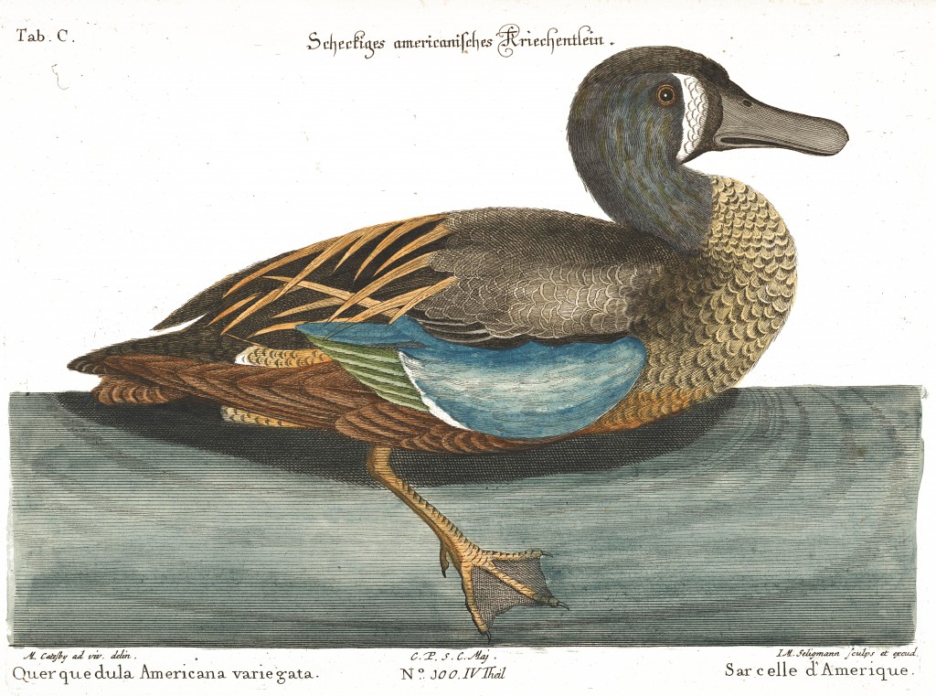 American Teal Duck Illustration by Mark Catesby circa 1722