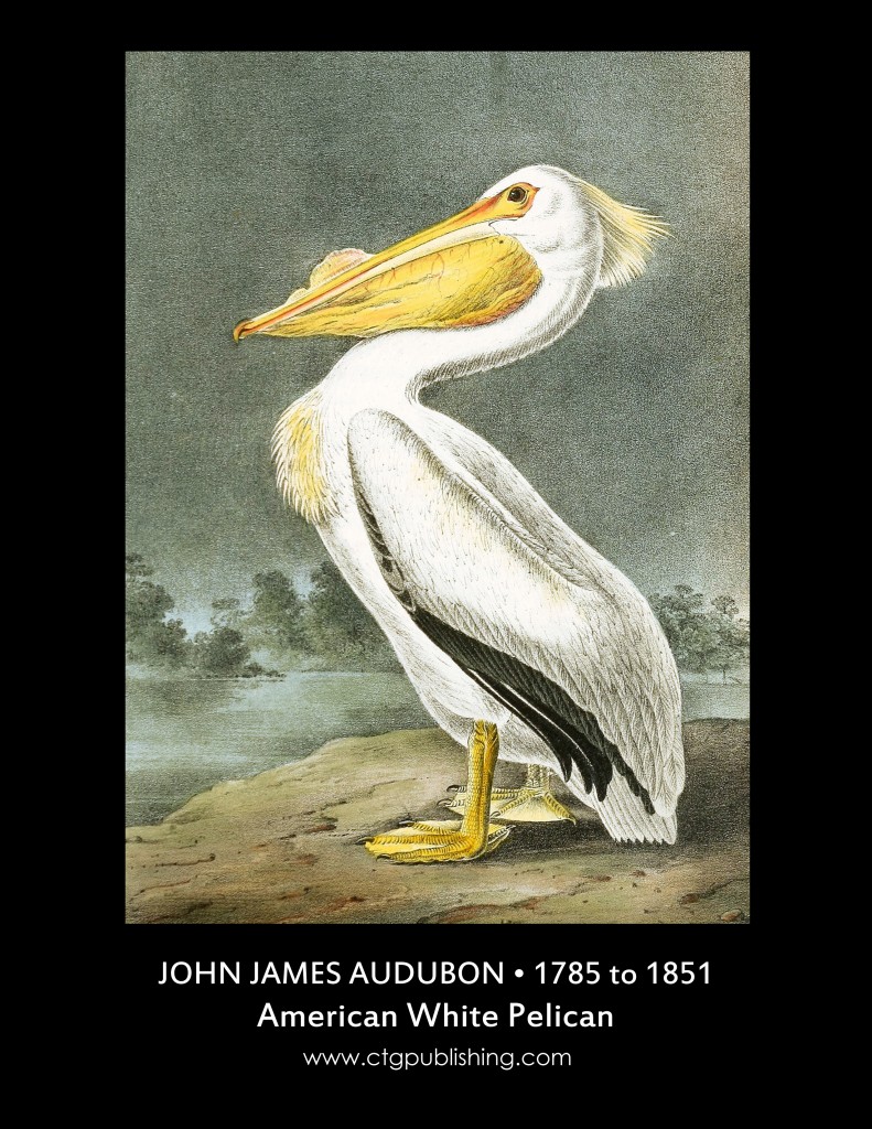 American White Pelican - Illustration by John James Audubon circa 1840