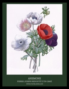 Anemone - Illustration by Pierre-Joseph Redoute