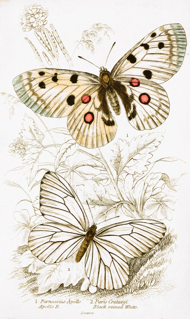 Apollo Black Vein Butterfly - Illustration by W.H. Lizars circa 1855