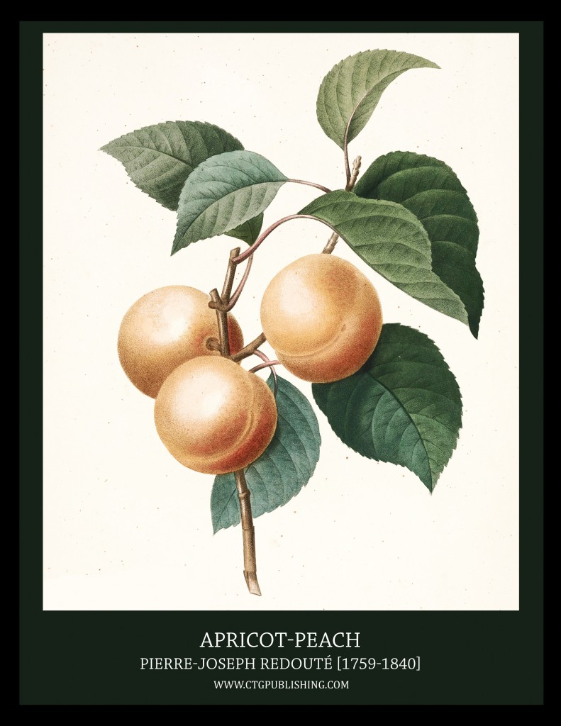 Apricot-Peach - Illustration by Pierre-Joseph Redoute