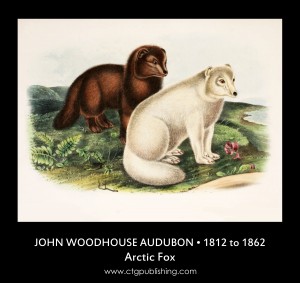 Arctic Fox - Illustration by John Woodhouse Audubon