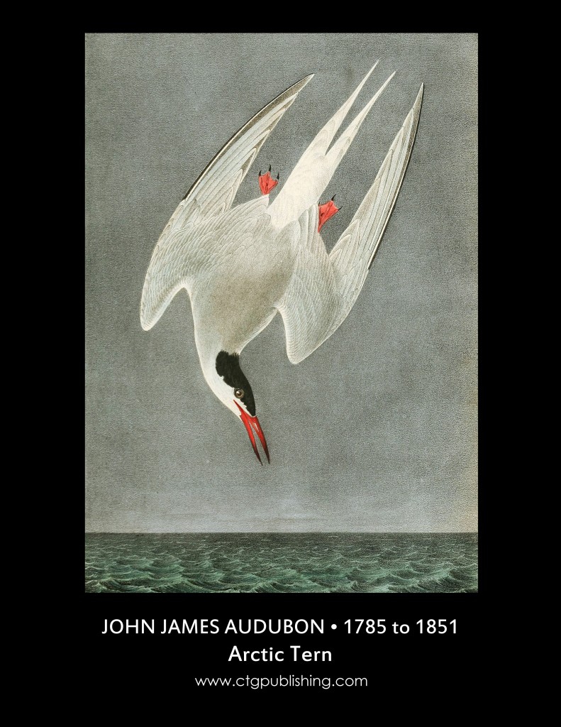Arctic Tern - Illustration by John James Audubon circa 1840