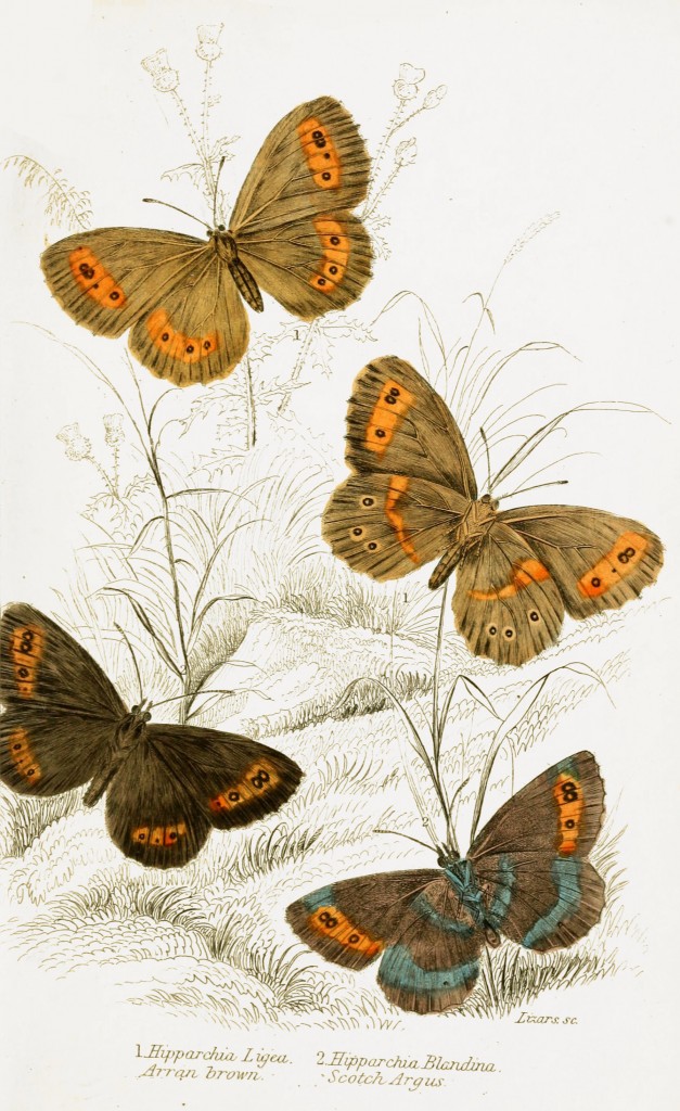 Arran Brown and Scotch Argus Butterflies - Illustration by W.H. Lizars circa 1855