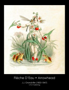 Arrowhead Illustration From J. J. Grandville's Animated Flowers
