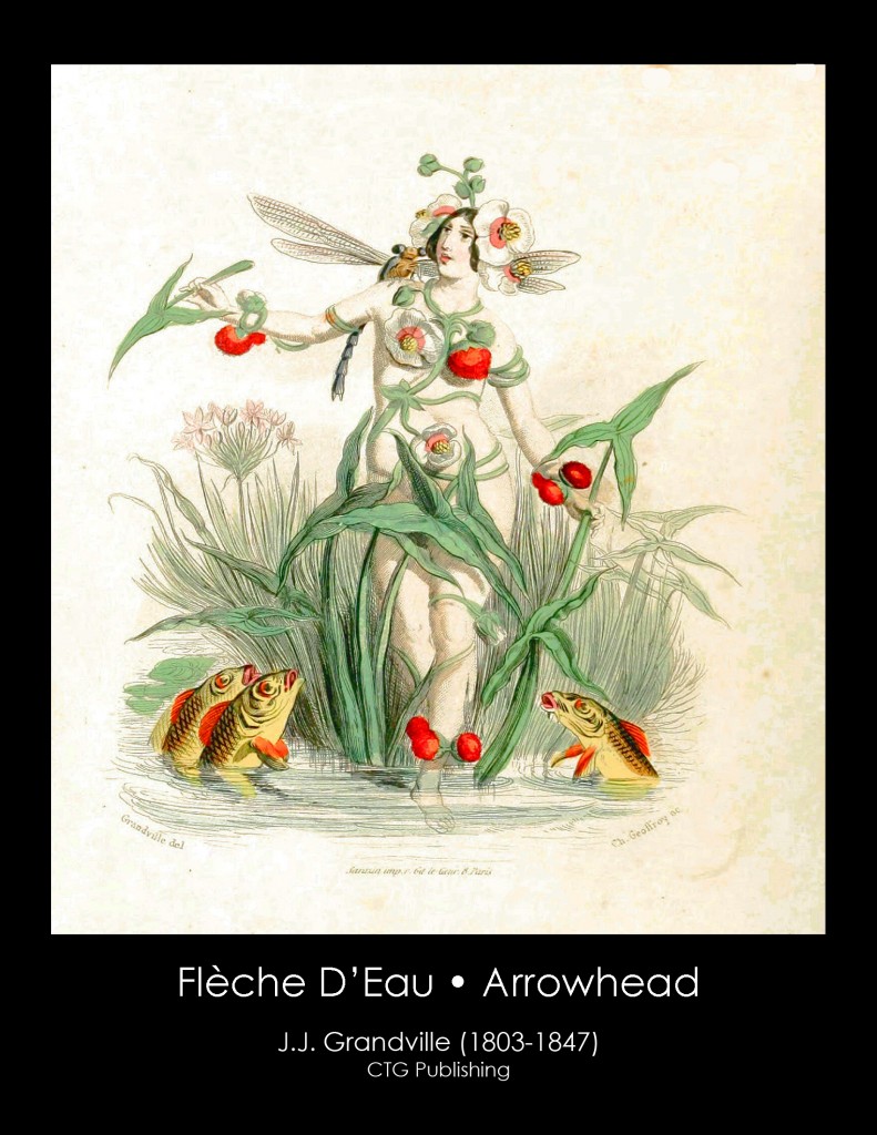 Arrowhead Illustration From J. J. Grandville's Animated Flowers