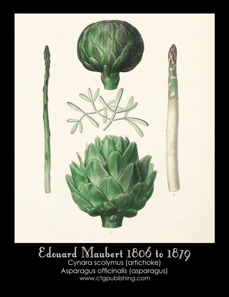 Artichoke and Asparagus Illustration by Edouard Maubert