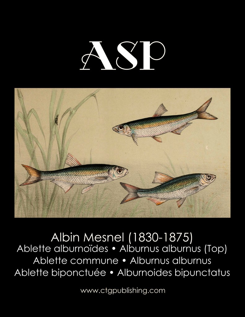 Asp - Fish Illustration by Albin Mesnel