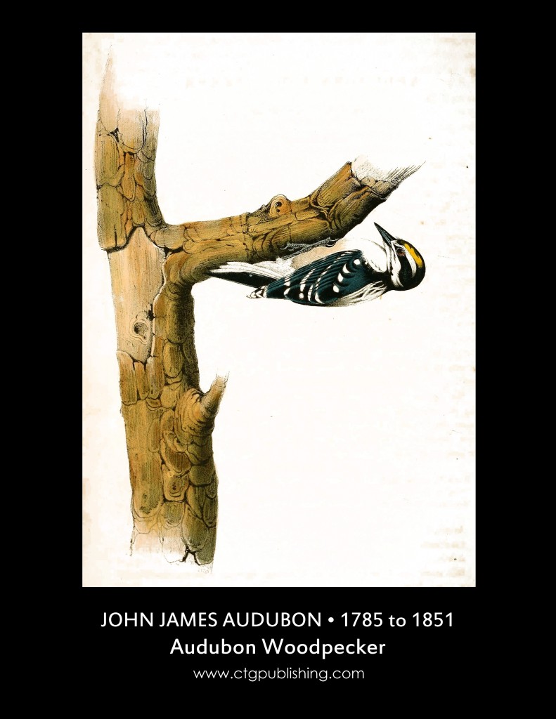 Audubon Woodpecker - Illustration by John James Audubon circa 1840