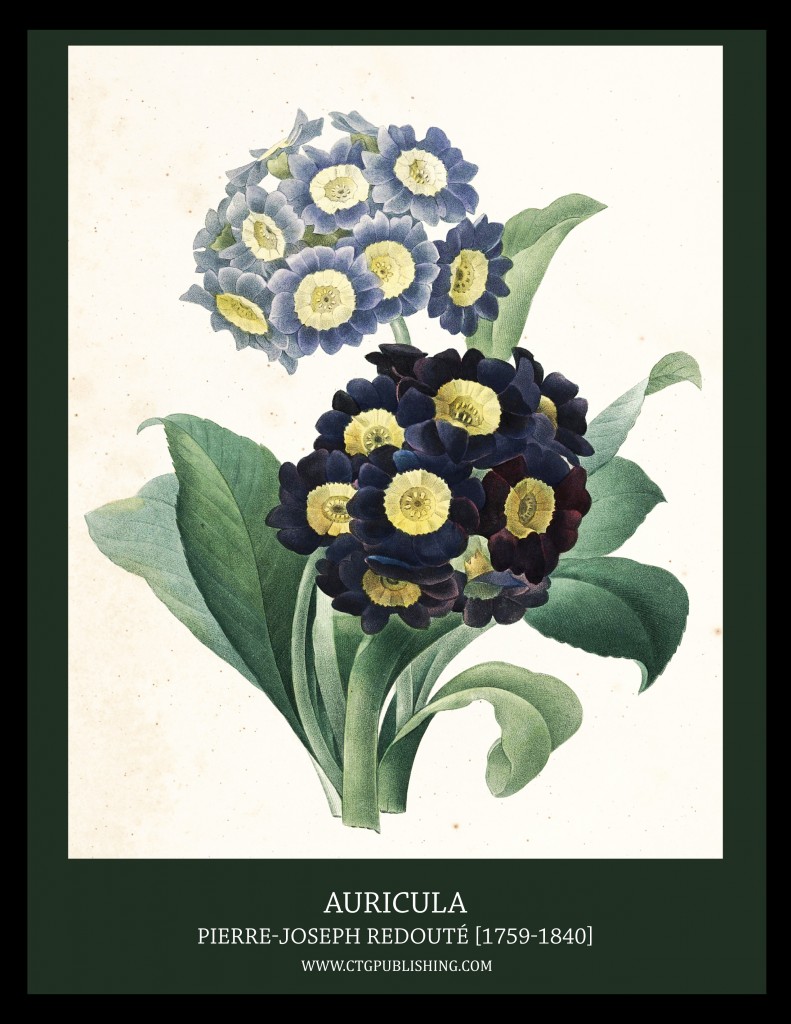Auricula- Illustration by Pierre-Joseph Redoute