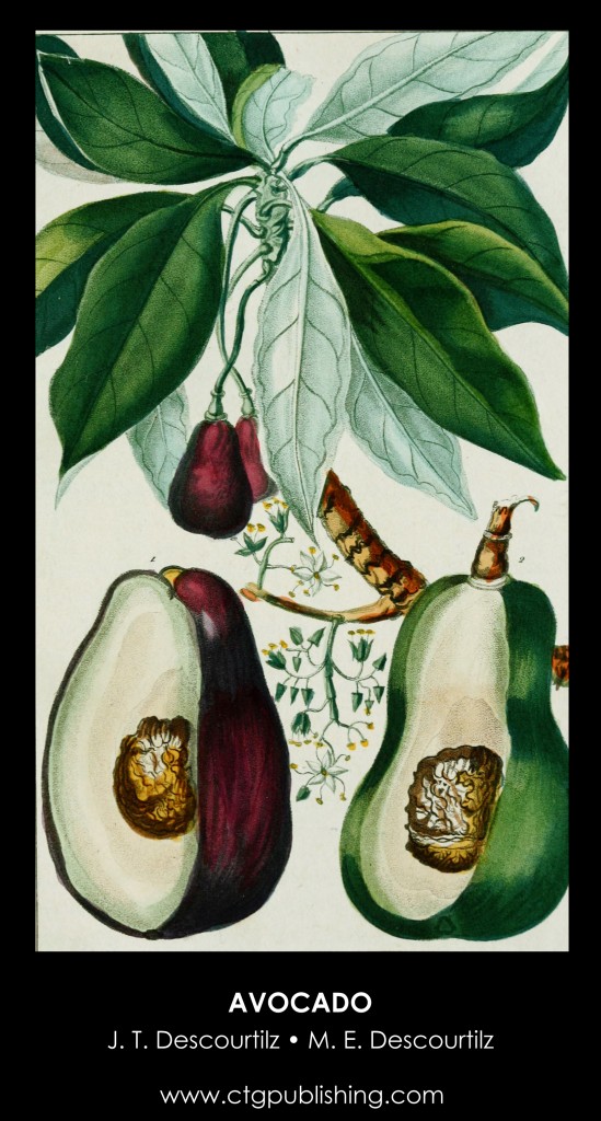Avocado Plant Illustration by Descourtilz