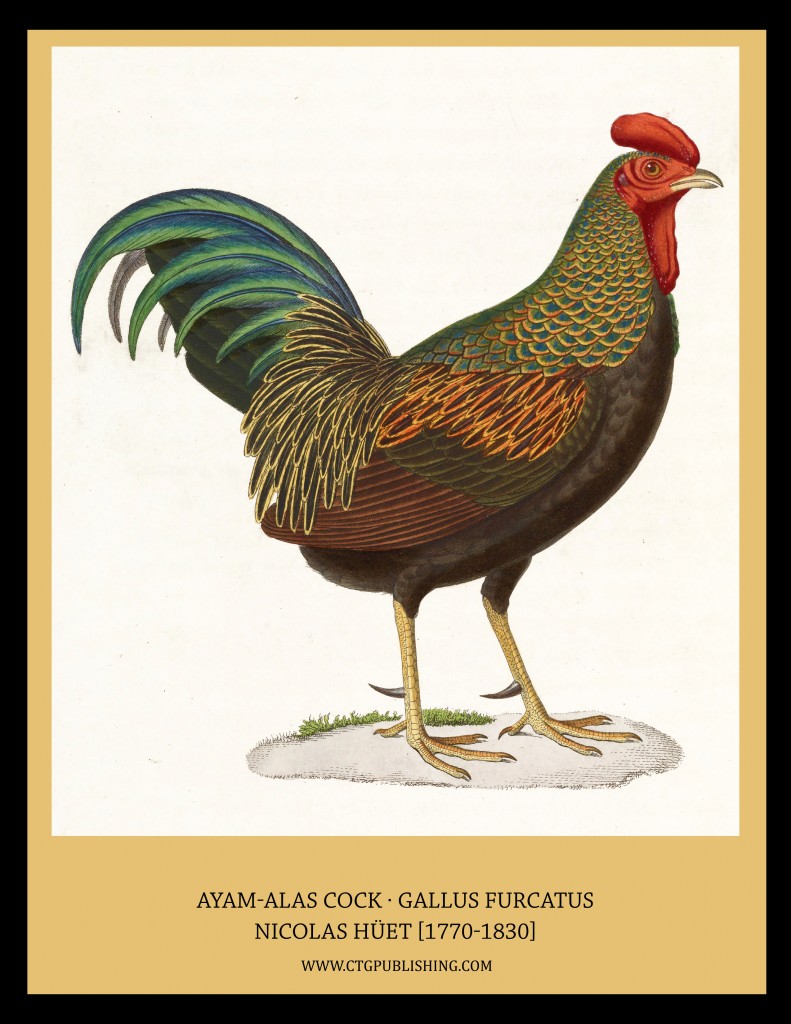 Ayam-Alas Cock - Illustration by Nicolas Huet