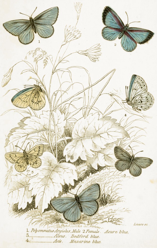 Azure, Bedford and Mazarine Blue Butterflies - Illustration by W.H. Lizars circa 1855