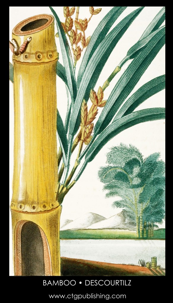Bamboo Plant Illustration by Descourtilz