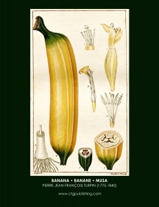 Banana Fruit Botanical Print by Turpin