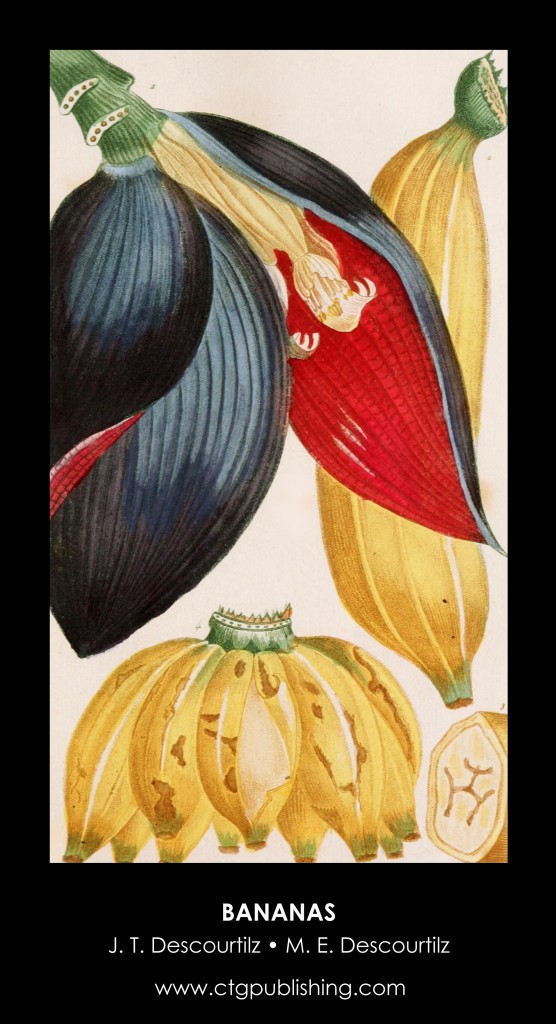 Banana Fruit and Flower Illustration by Descourtilz