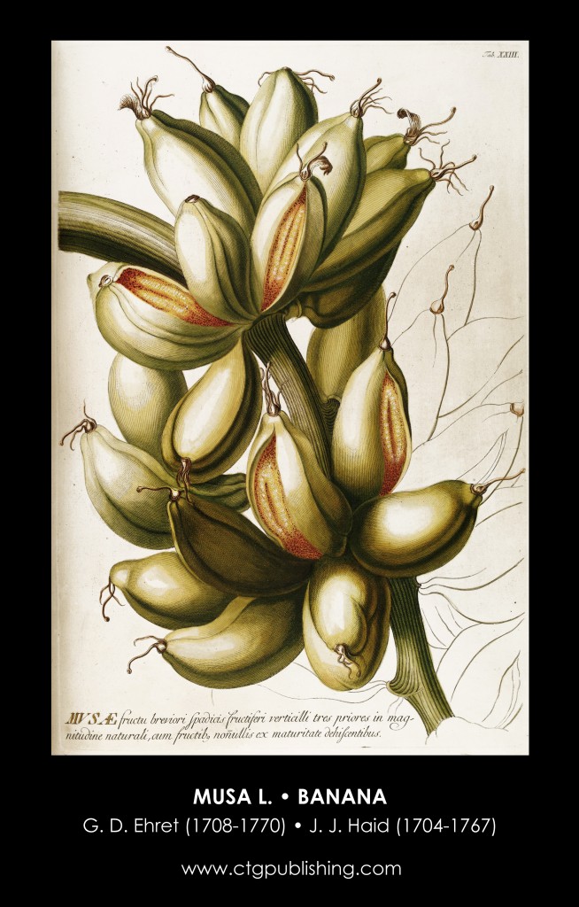 Banana Fruit Illustration by Georg Dionysius Ehret