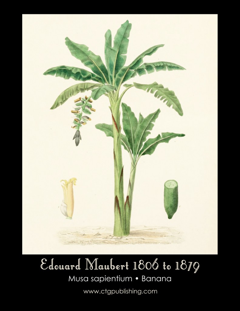 IBanana Tree Illustration by Edouard Maubert from Dictionnaire universel d'histoire naturelle published 1861