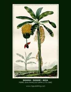 Banana Tree Botanical Print by Turpin