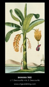 Banana Fruit and Flower Illustration by Descourtilz
