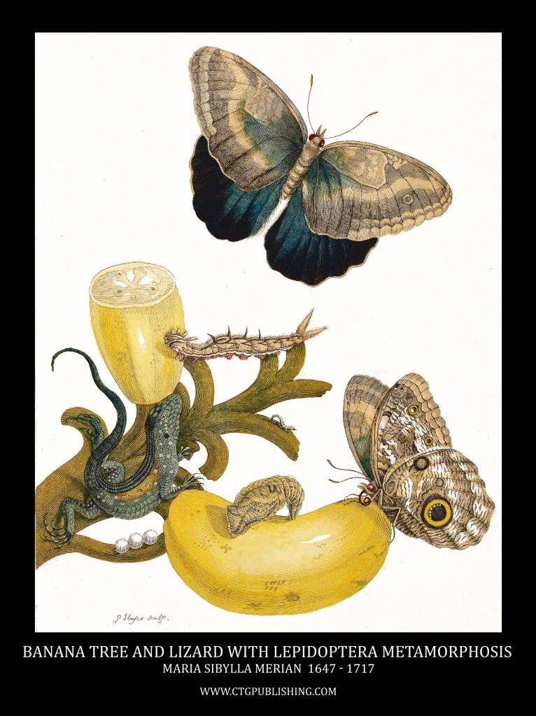Banana Tree with Lizard and Lepidoptera Metamorphosis Image by Maria Sibylla Merian circa 1705