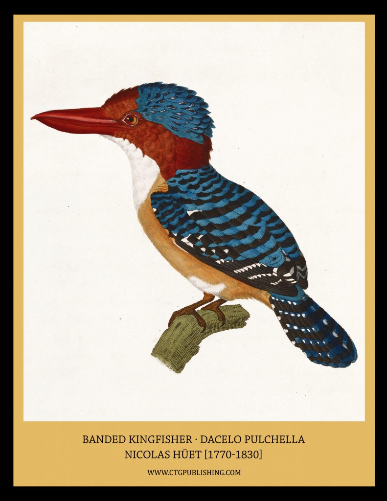 Banded Kingfisher - Illustration by Nicolas Huet