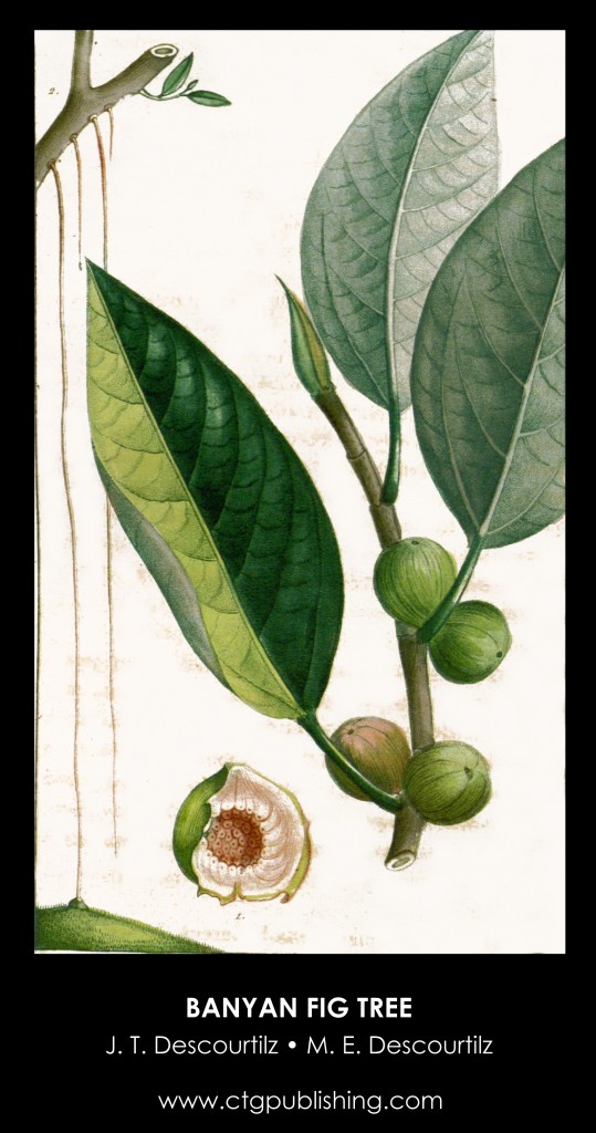 Banyan Fig Tree Illustration by Descourtilz