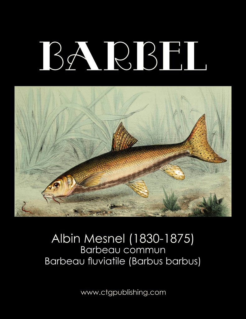 Barbel - Fish Illustration by Albin Mesnel
