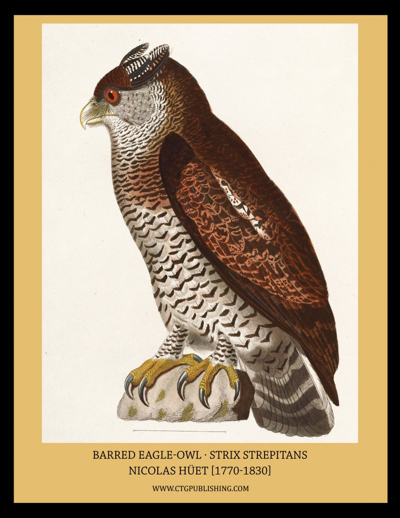 Barred Eagle-Owl - Illustration by Nicolas Huet