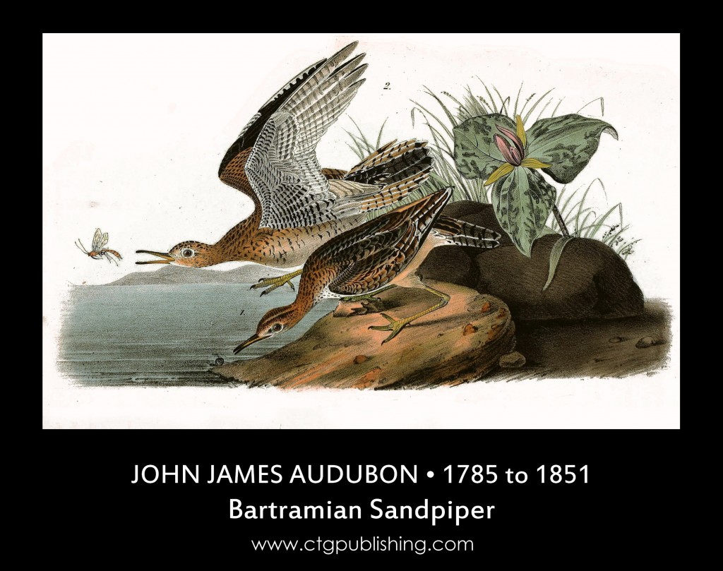 Bartramian Sandpiper - Illustration by John James Audubon circa 1840