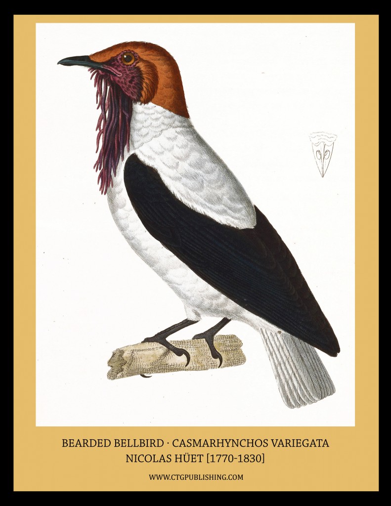 Bearded Bellbird - Illustration by Nicolas Huet