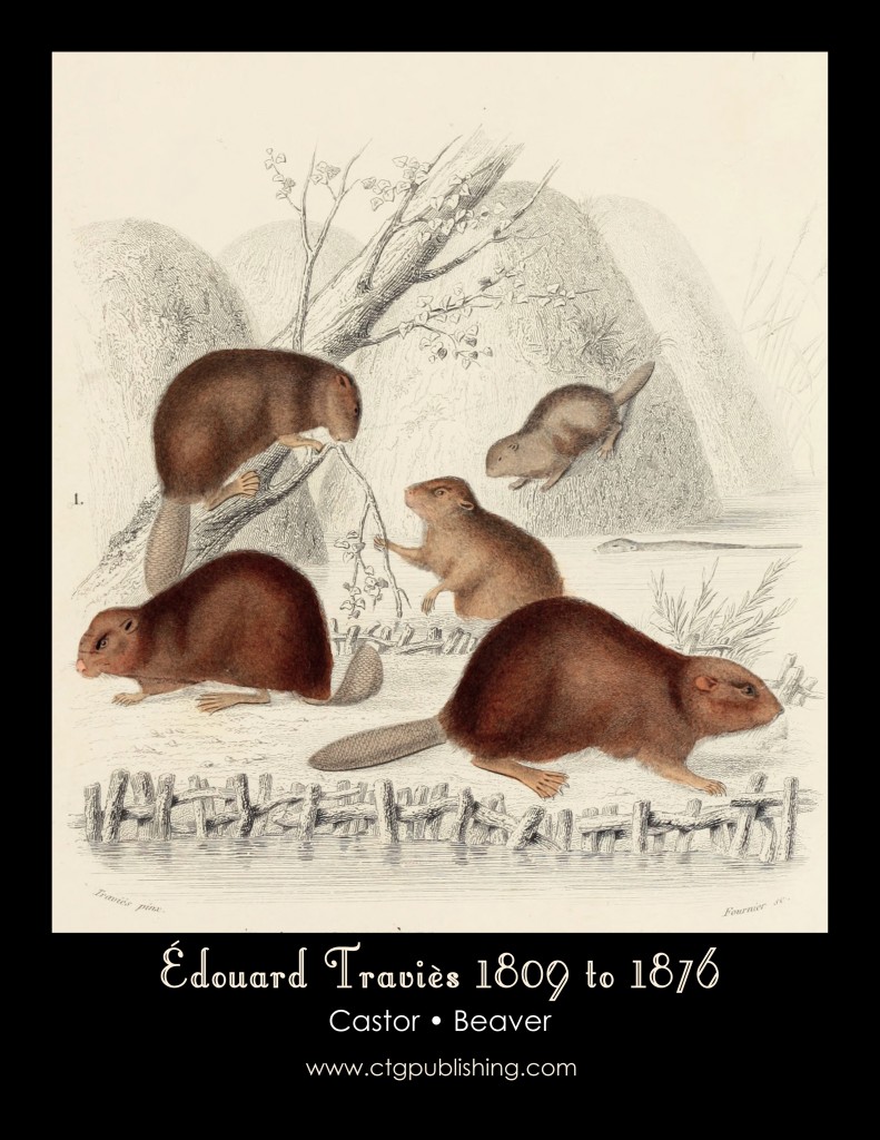 Beaver - Illustration by Edouard Travies