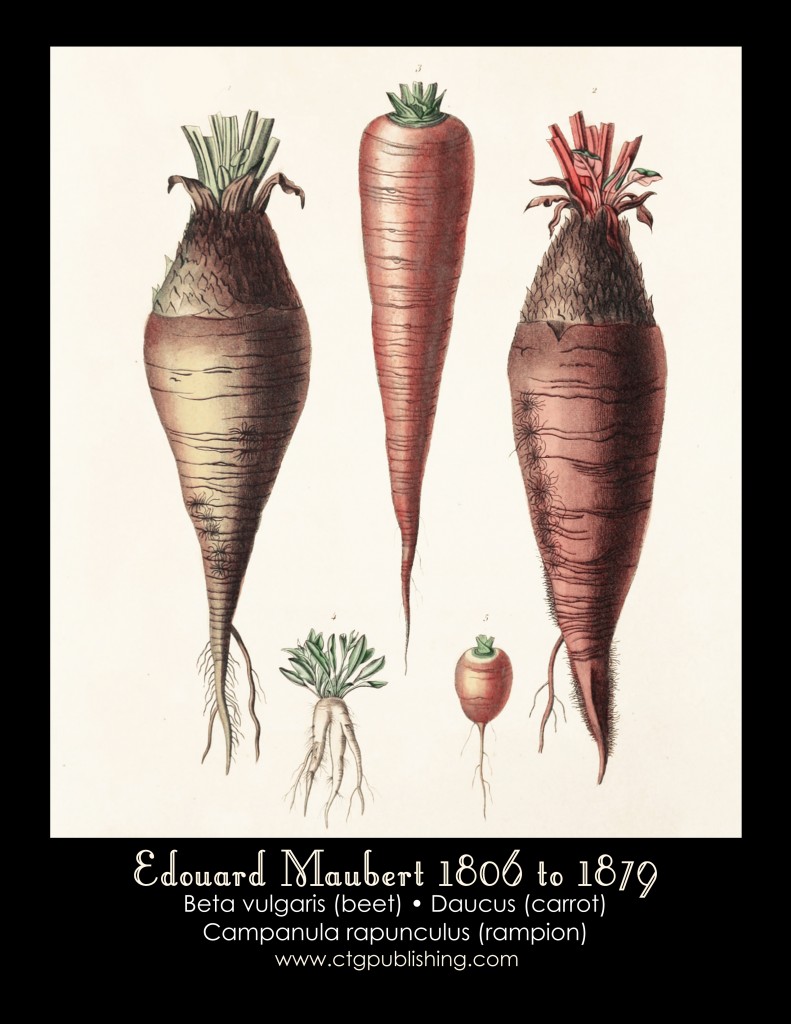 Beet, Carrot and Rampion Illustration by Edouard Maubert