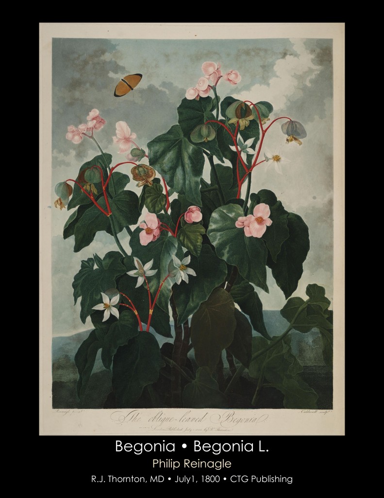 Begonia Illustration from Temple of Flora R.J. Thornton published 1800