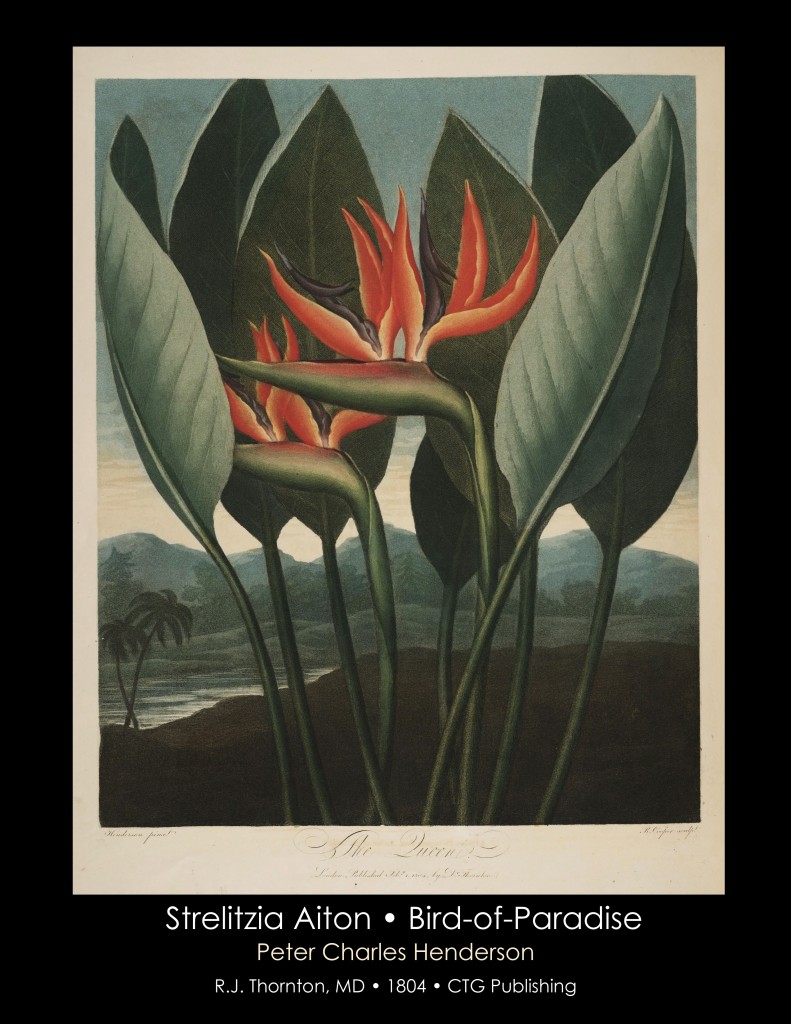 Bird-of-Paradise Illustration from Temple of Flora R.J. Thornton published 1804