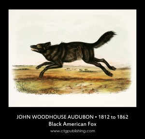 Black American Fox - Illustration by John Woodhouse Audubon
